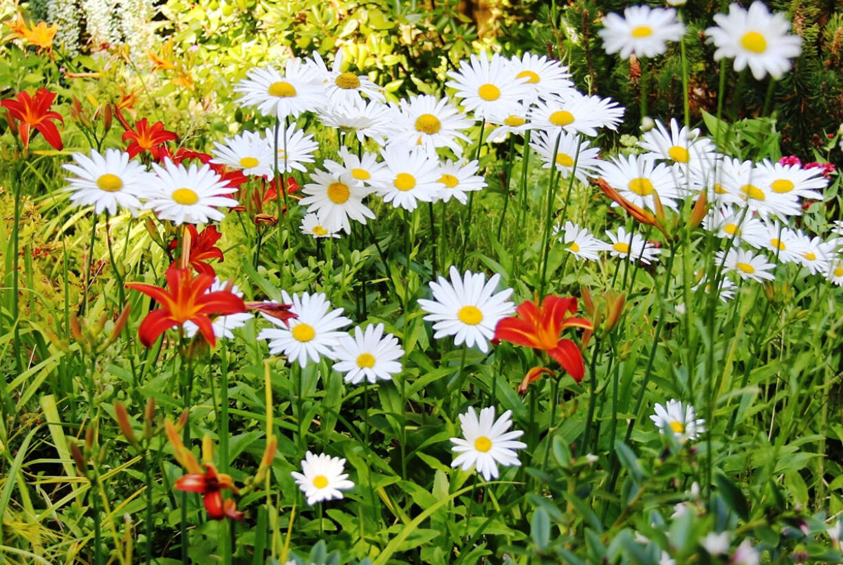 On hot, dry days, perennial plants in full sun begin to droop by late afternoon, recovering quickly when the sun sets.