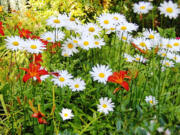 On hot, dry days, perennial plants in full sun begin to droop by late afternoon, recovering quickly when the sun sets.