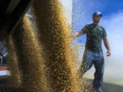 Cody Johnston, a &quot;wheat rat&quot; for Davenport Union Warehouse Co., unloads a truck of club wheat into a silo in 2007 in Davenport. Washington is expecting to have a bumper wheat crop this year.