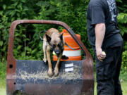 &quot;Recon,&quot; an Akron, Ohio, Police K-9 dog, leaps through a car door under the supervision of Akron Police Officer Darren McConnell at the old Akron Police shooting range last month.