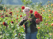 Diane Szukovathy, co-owner of Jello Mold Farm in Mount Vernon, collects Audrey Grace dahlias (red) and Snoho Jojo dahlias (pink), at her farm on Aug.