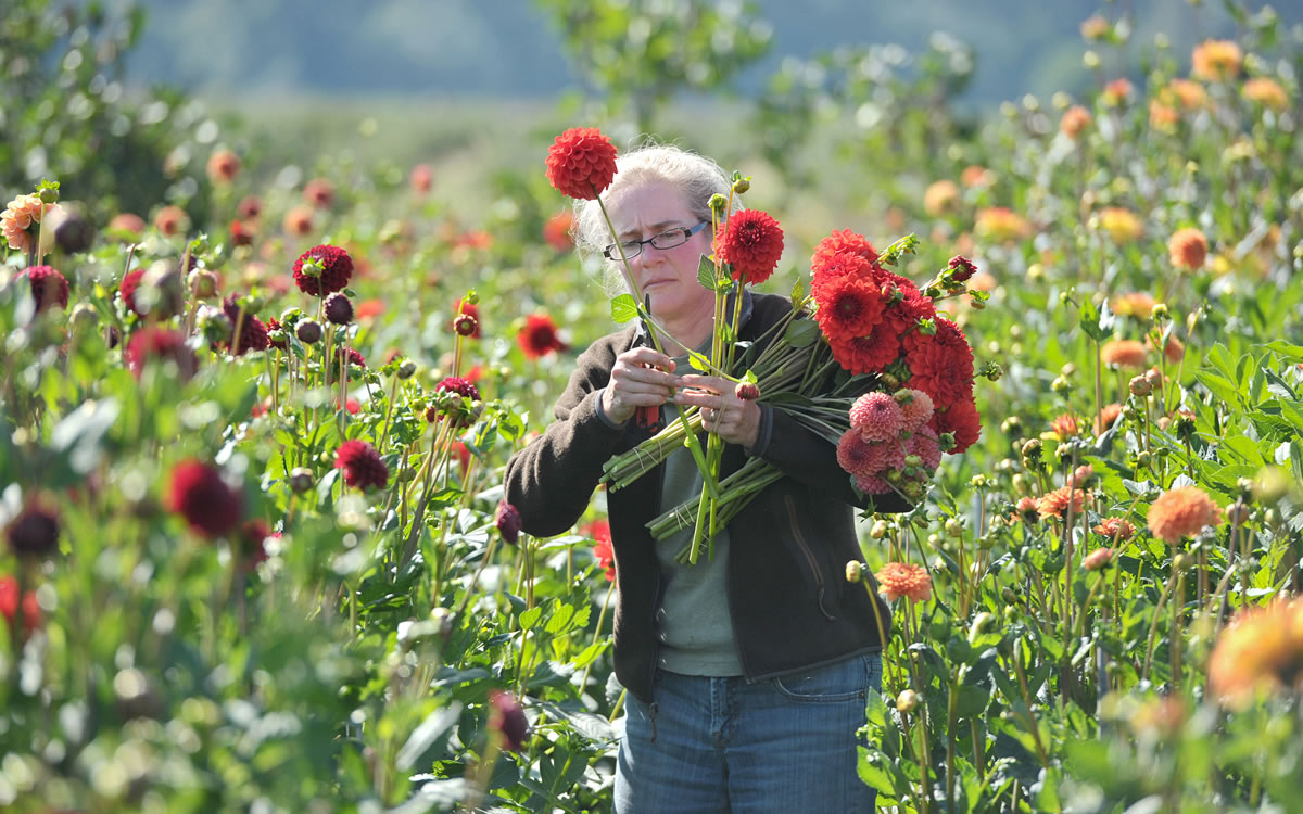 Local Flower Farmers, Growers