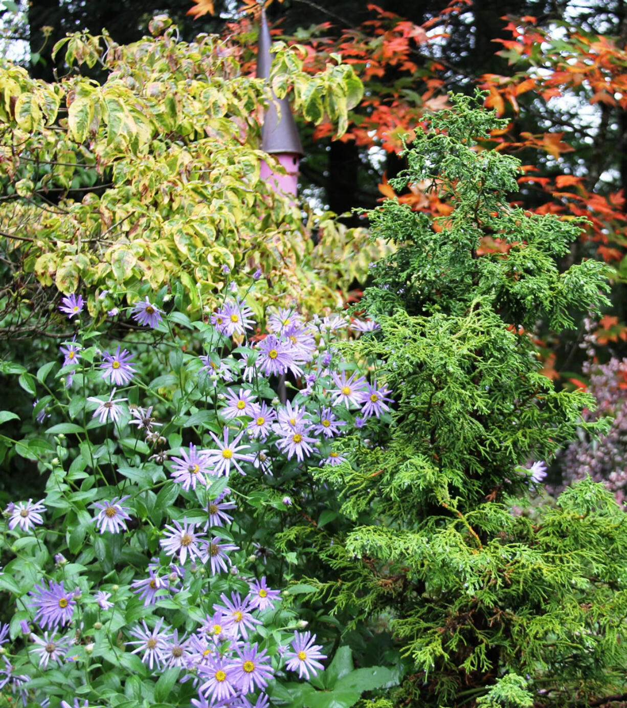 Aster &quot;Wonder of Staffa&quot; is one of four original hybrids from the German hybridizer Frikart and the favorite blue flower in my garden.