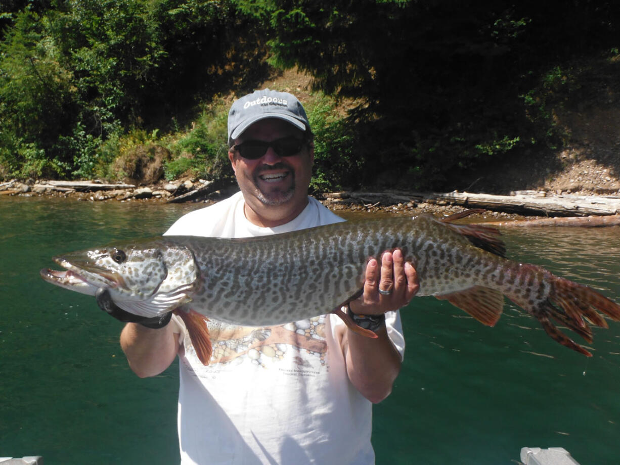 JEFF MAYOR photo
Jeff Mayor holds a tiger muskie caught at Merwin Reservoir near Mount St. Helens.