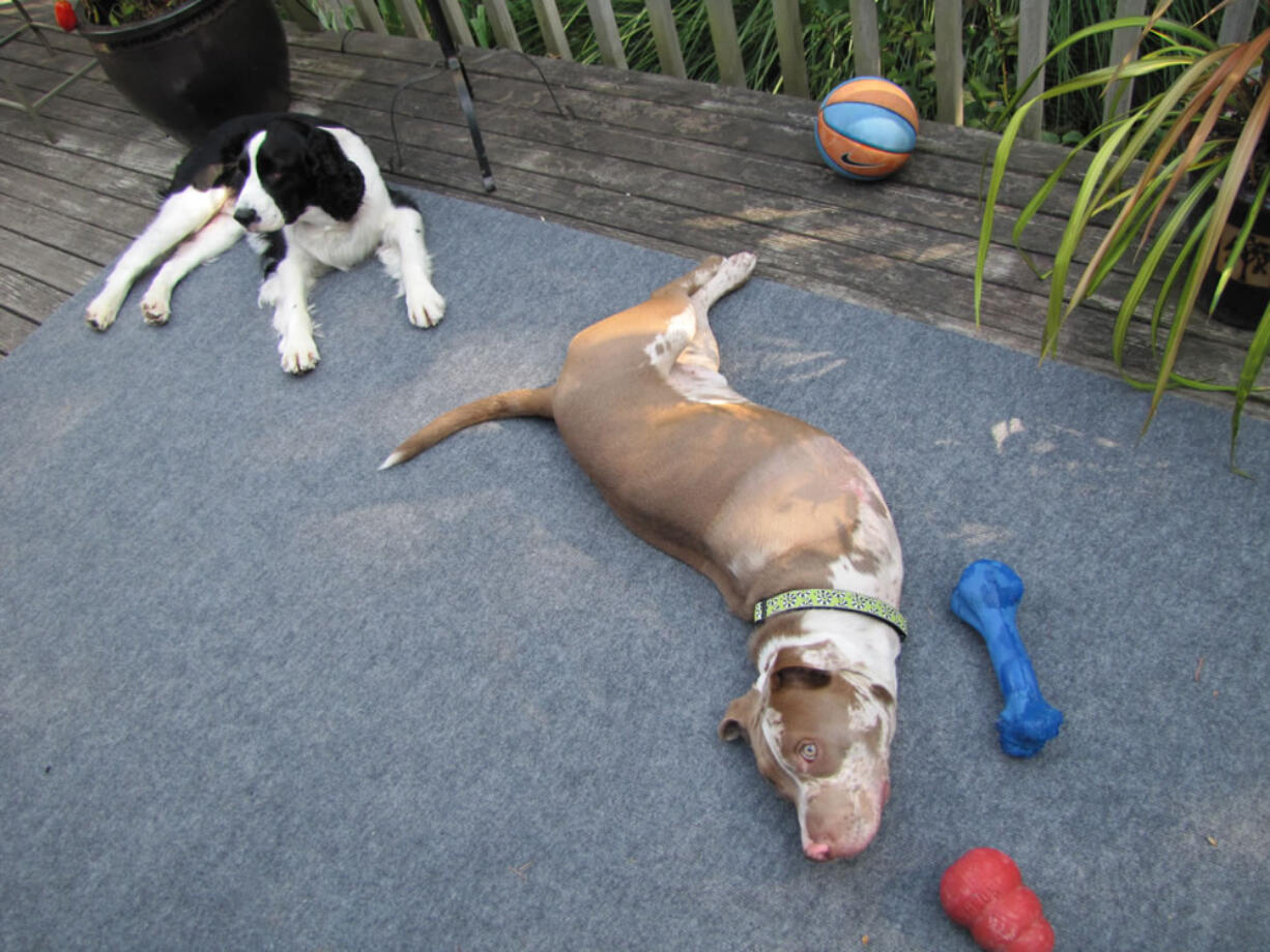 &quot;Max loves having another companion,&quot; owner Franny Gehring said of her English springer spaniel, Max, left, with her new dog London.