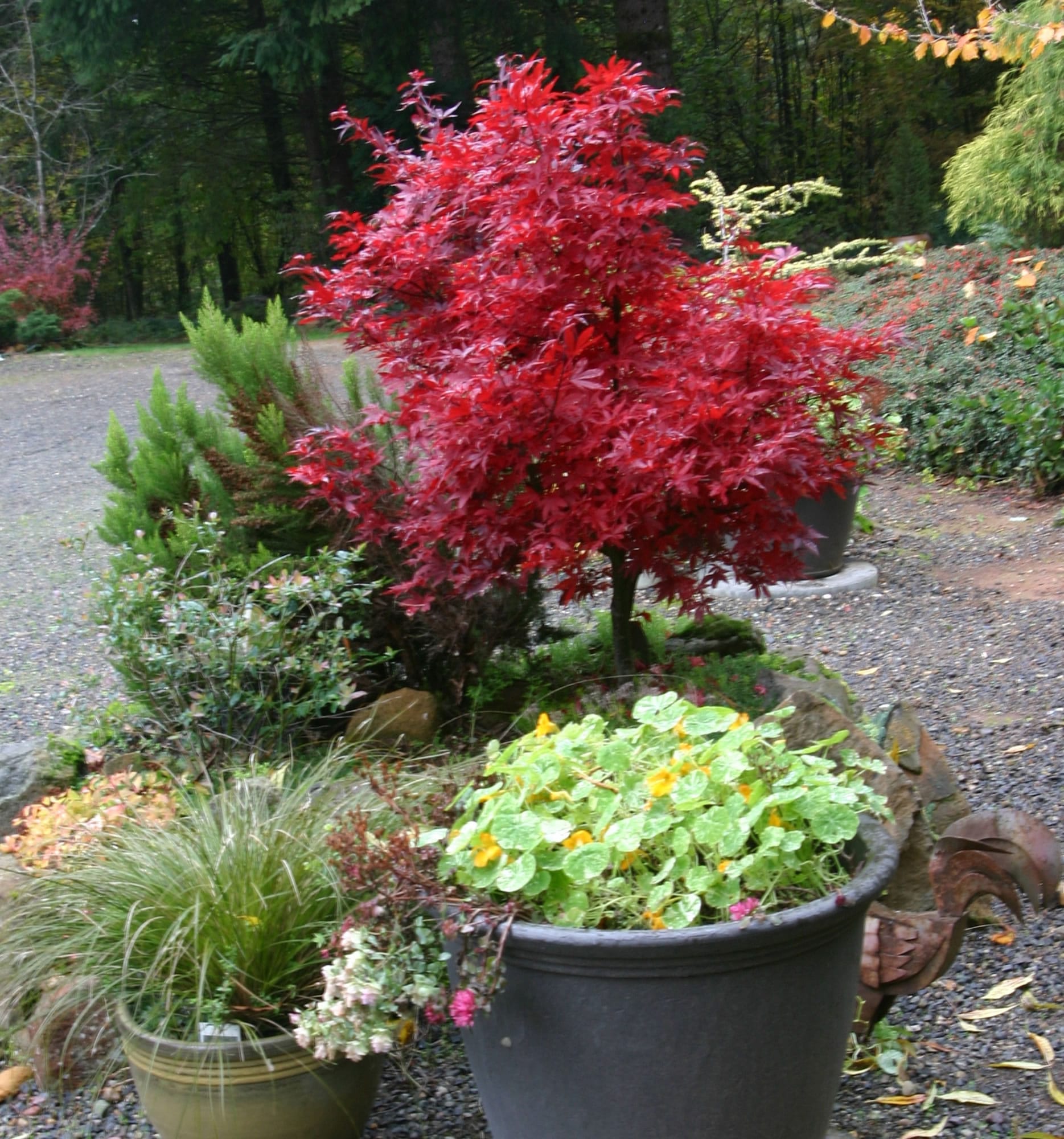 Summer nasturtiums continue to bloom even as the Japanese maple &quot;Shaina&quot; begins its fall color show.