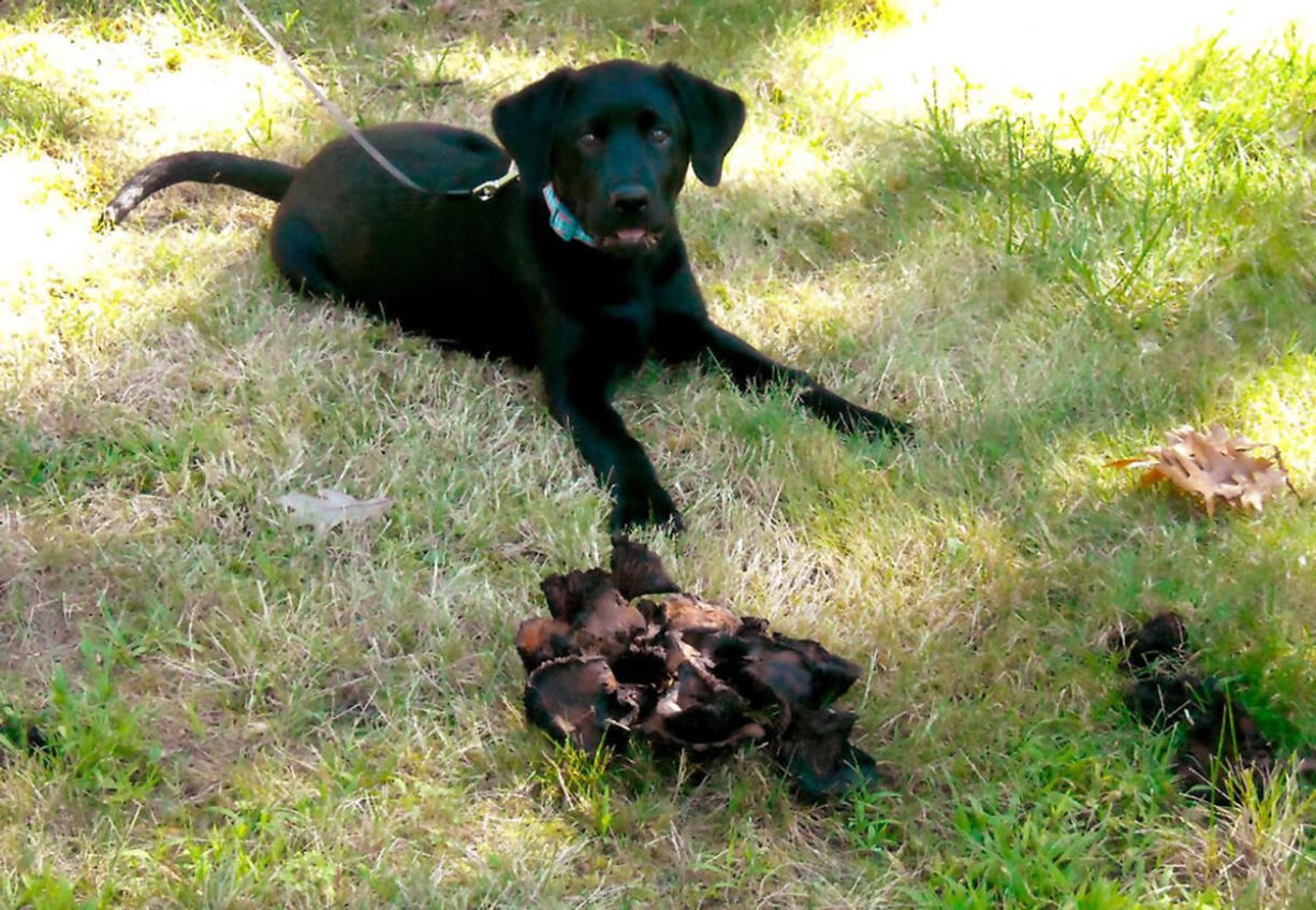 Macy is a 4-month-old black Labrador retriever who ate a type of fungus growing in the front yard of her Akron, Ohio, home and got sick.