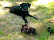 Macy is a 4-month-old black Labrador retriever who ate a type of fungus growing in the front yard of her Akron, Ohio, home and got sick.