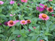 Overflowing with 'Lilliput' Zinnias, my neighbors John and Lucia get the prize for most charming annual flower bed.