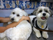 Monte, left, a year-old Havanese, suffered a case of marijuna poisoning.