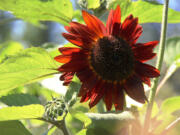 Hot, dry summer weather provides the perfect condition for late-blooming sunflowers.