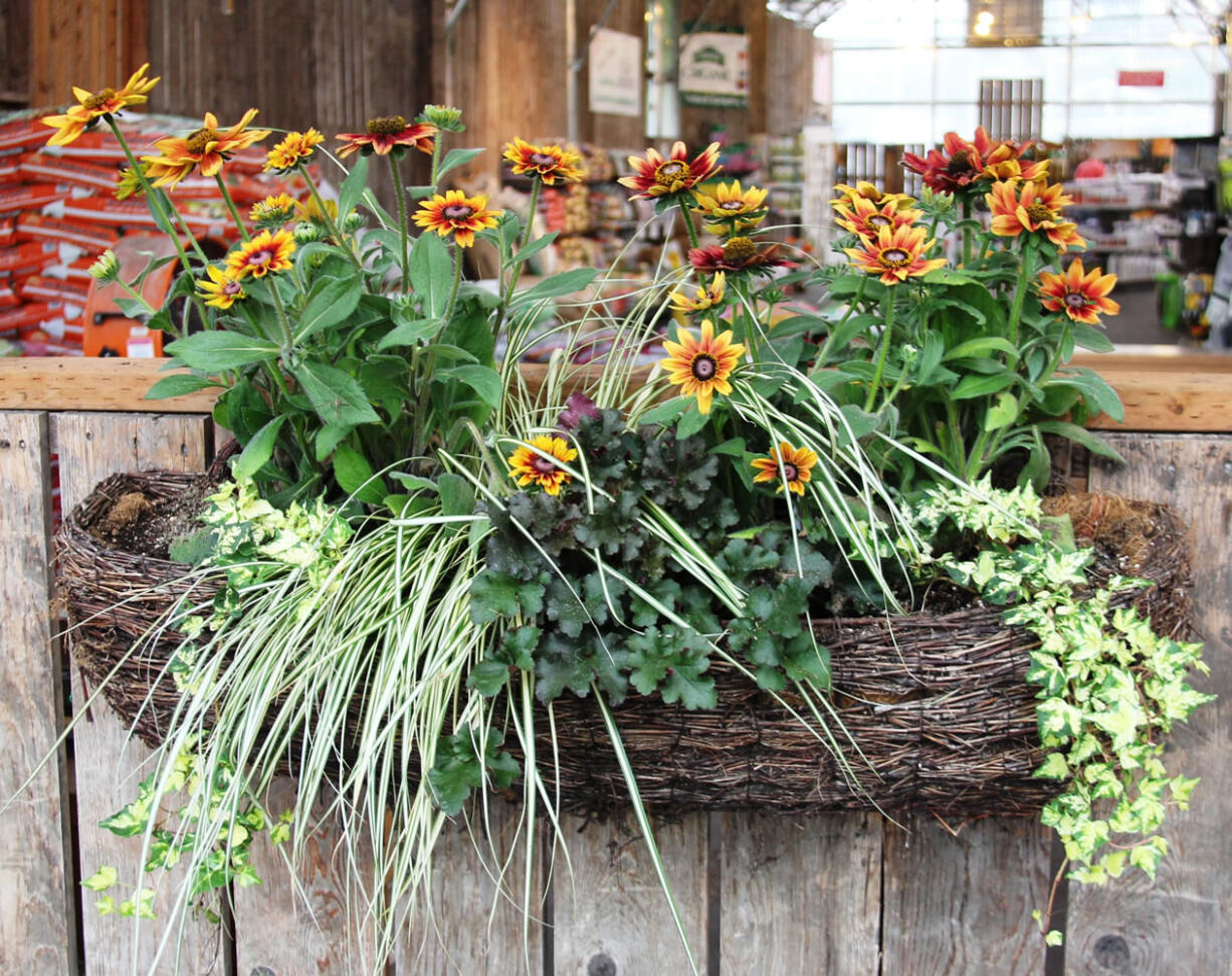 Robb Rosser
A walk through Shorty's Nursery on 10006 S.E. Mill Plain Boulevard will yield expert examples of seasonal container plant combinations.