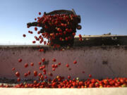 Tomatoes drop into a bin at Stuart Woolf's family farm near Huron, Calif.