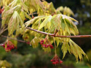 The fern leaf maple is a fine example of a small and elegant, four-season tree with year-round interest.