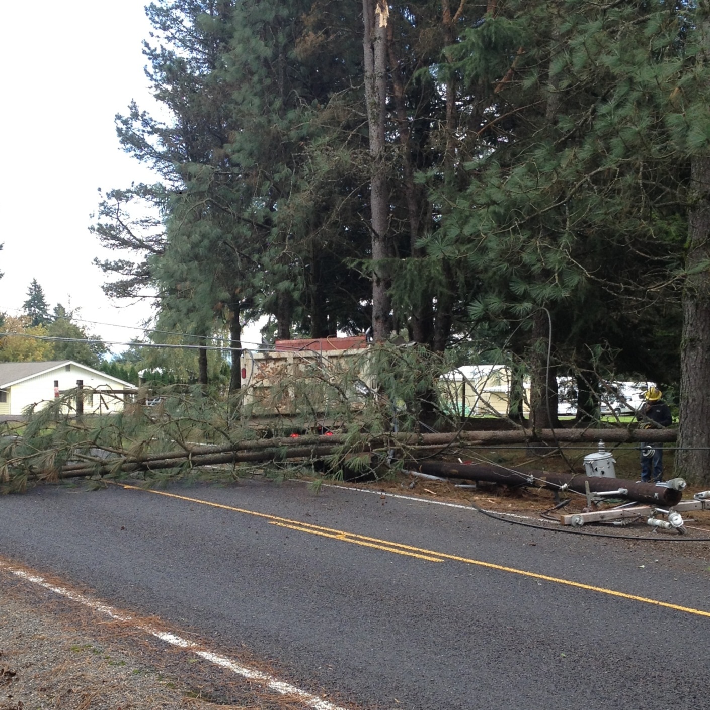 A tree fell across Northeast 199th Street when the dump truck crashed into it.