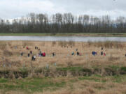 Ridgefield: Volunteers help maintain the Ridgefield National Wildlife Refuge.