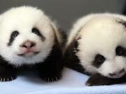 Baby pandas wait to be weighed at Zoo Atlanta.