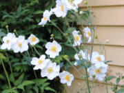 Rob Rosser
Japanese anemones add a distinct note of grace and charm to late-season borders.