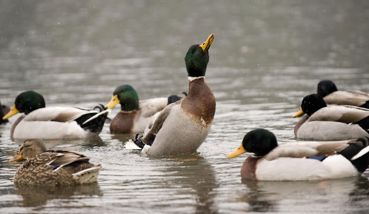 Hunters harvested more than 480,000 ducks during the 2014-2015 season in Washington.