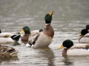 Hunters harvested more than 480,000 ducks during the 2014-2015 season in Washington.