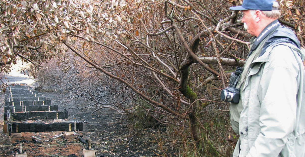 Wilson Cady, environmental education coordinator for the Columbia Gorge Refuge Stewards, views the damage to the Steigerwald refuge boardwalk. While 148 acres burned, approximately 20,000 shrubs and trees survived. &quot;Wildlife is coming back,&quot; Cady said Friday, as American goldfinches flew overhead.