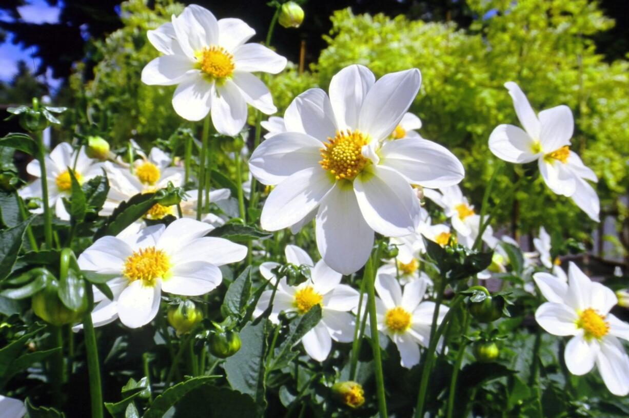 Take the time to protect any tender or half-hardy plants, such as the single Dahlia June, well before the onset of winter weather.