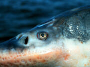 Files/The Columbian
A sturgeon was among the fish recently tested for toxins by Columbia Riverkeeper.