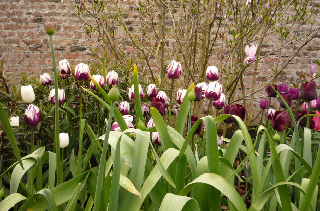 Garden designer Angela Jupe combined purple and white varieties such as Queen of Night, Zurel, Rem's Favorite and Inzell.