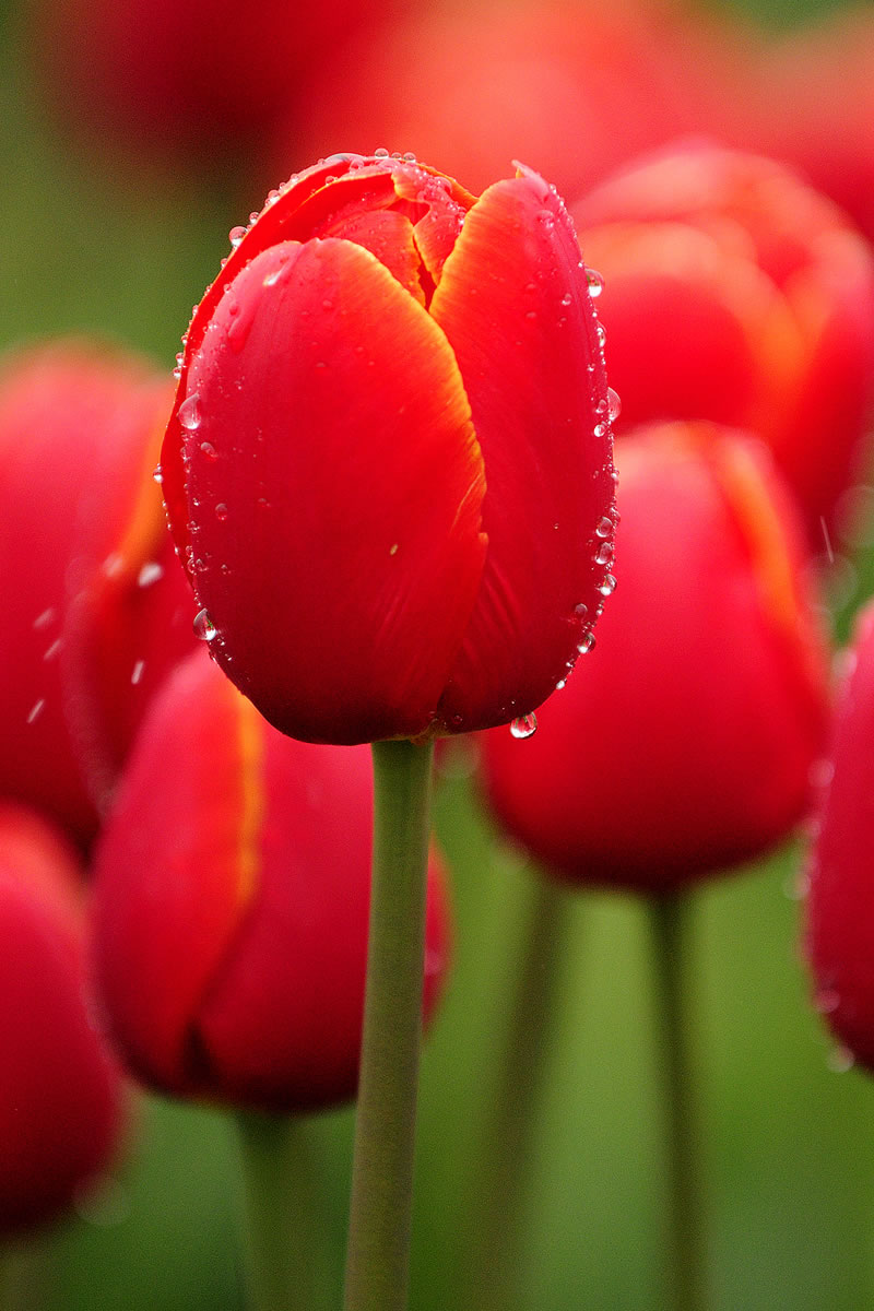 Rain clings and splashes away from a Verandi tulip Sunday April 4, 2010 at the eighth annual Woodland Tulip Festival at Holland America Bulb Farms in Woodland.