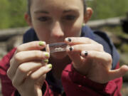 Carina Herbst of Heritage High School tests the dissolved oxygen level in water from the Muddy River near Mount St. Helens in May 2012.