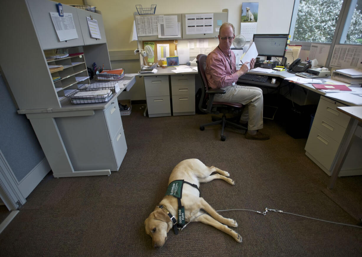 Hudson's Bay: Kaya, once a guide-dog-in-training, used to hang out with Mike Githens while he was at work at the Fort Vancouver Regional Library District.