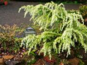 Every year, new colors are added to the once all-green family of conifers.