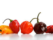 From left, Fatalii and Hot Mama, Dorset Naga, Habanero Caribbean Red, Jamaican Hot Chocolate and Bhut Jolokia.