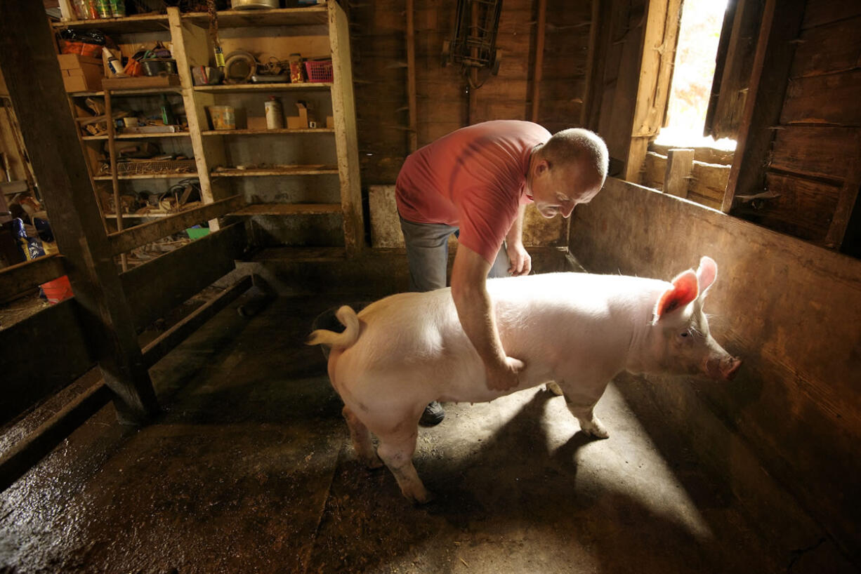 Gerry LaDuke gives a pig named Charlotte a little attention at his urban farm on Hazel Dell Avenue. LaDuke raises pigs, rabbits, turkey, ducks, goats, llamas and chickens on his private land as well as county property next door.