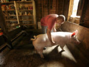 Gerry LaDuke gives a pig named Charlotte a little attention at his urban farm on Hazel Dell Avenue. LaDuke raises pigs, rabbits, turkey, ducks, goats, llamas and chickens on his private land as well as county property next door.