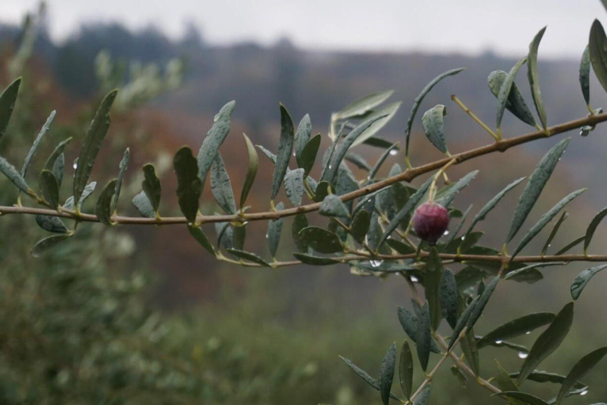 Olives recently harvested from the 13,000 estate trees at the Oregon Olive Mill in Dayton, Oregon and supplemented with olives brought in from Northern California for milling.