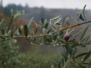 Olives recently harvested from the 13,000 estate trees at the Oregon Olive Mill in Dayton, Oregon and supplemented with olives brought in from Northern California for milling.