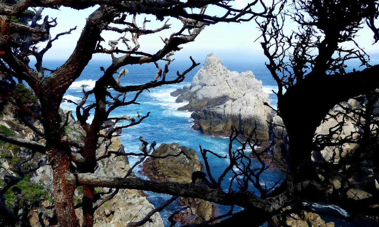 Gnarled branches and the granite rocks of Point Lobos frame turquoise waters at the edge of fog-bound Carmel Bay, Calif. (Brian J.