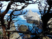 Gnarled branches and the granite rocks of Point Lobos frame turquoise waters at the edge of fog-bound Carmel Bay, Calif. (Brian J.