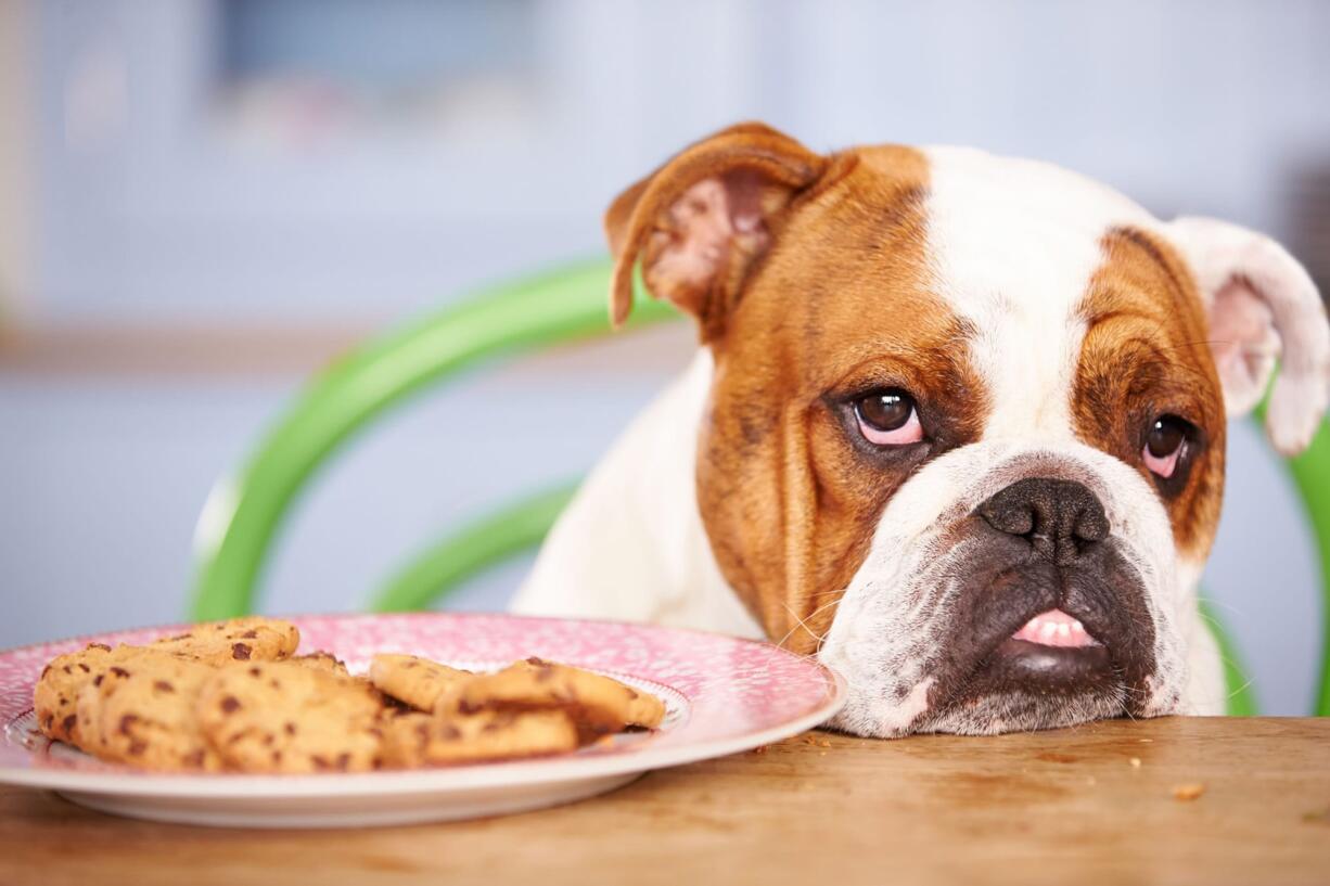 Keep your pets away from baked goods. Fatty foots and yeast dough can cause problems.