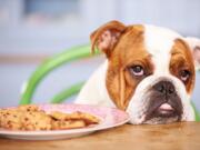 Keep your pets away from baked goods. Fatty foots and yeast dough can cause problems.