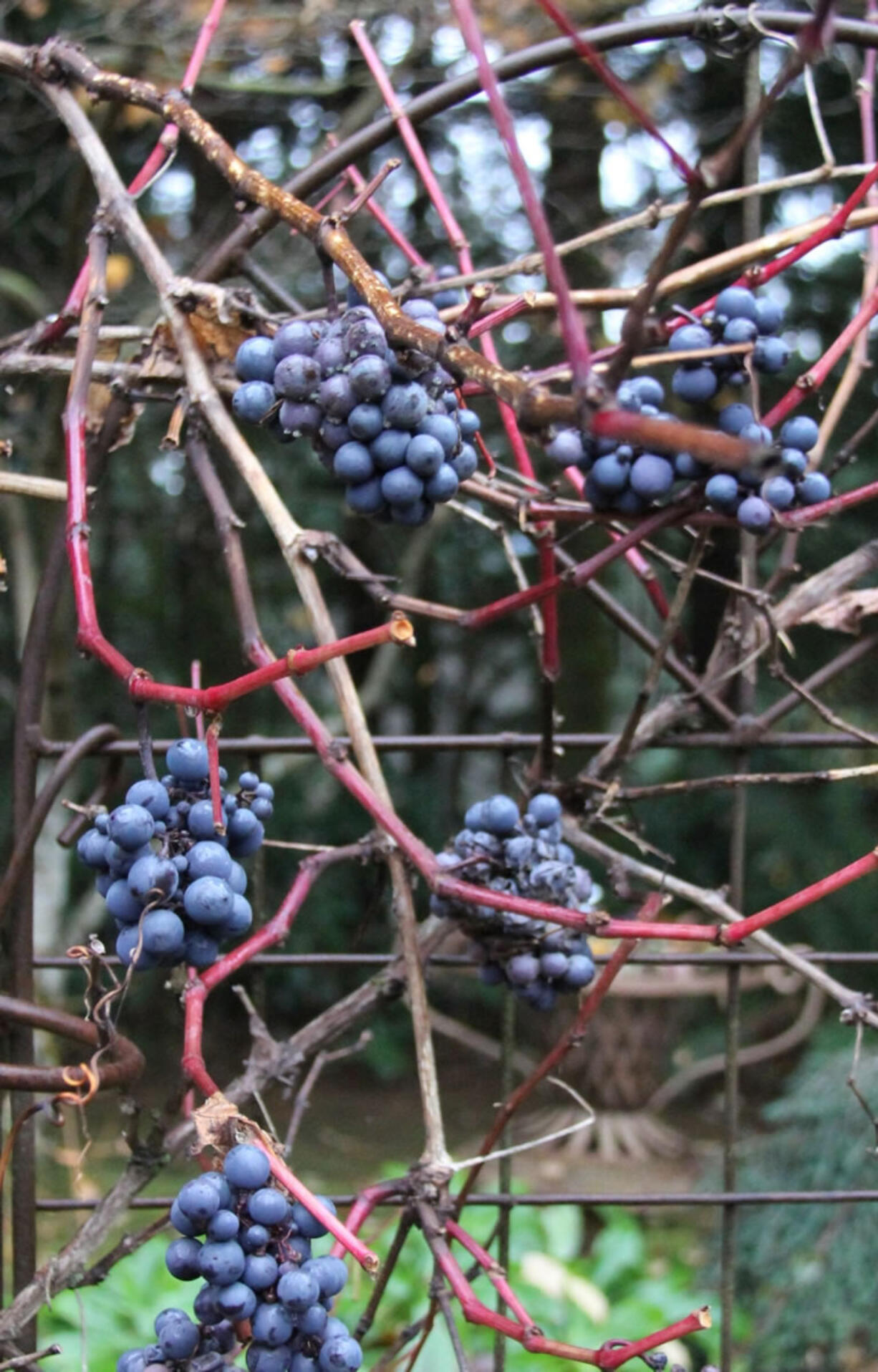 Grapes hold on in tight clusters even as winter defoliates an ornamental vine.