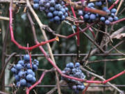 Grapes hold on in tight clusters even as winter defoliates an ornamental vine.