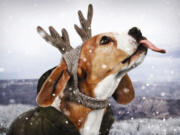 American Beagle Outfitters Reindeer Beanie.