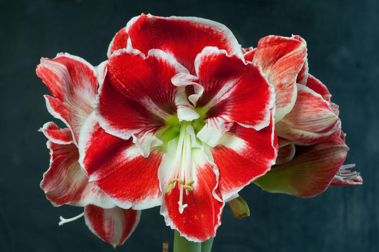 Amaryllis variety Royal Velvet is a classic big, red type fashionable as a holiday plant, but the bulbs often don&#039;t oblige with flowers in time for Christmas. The blooms may take eight weeks or more to develop after potting.