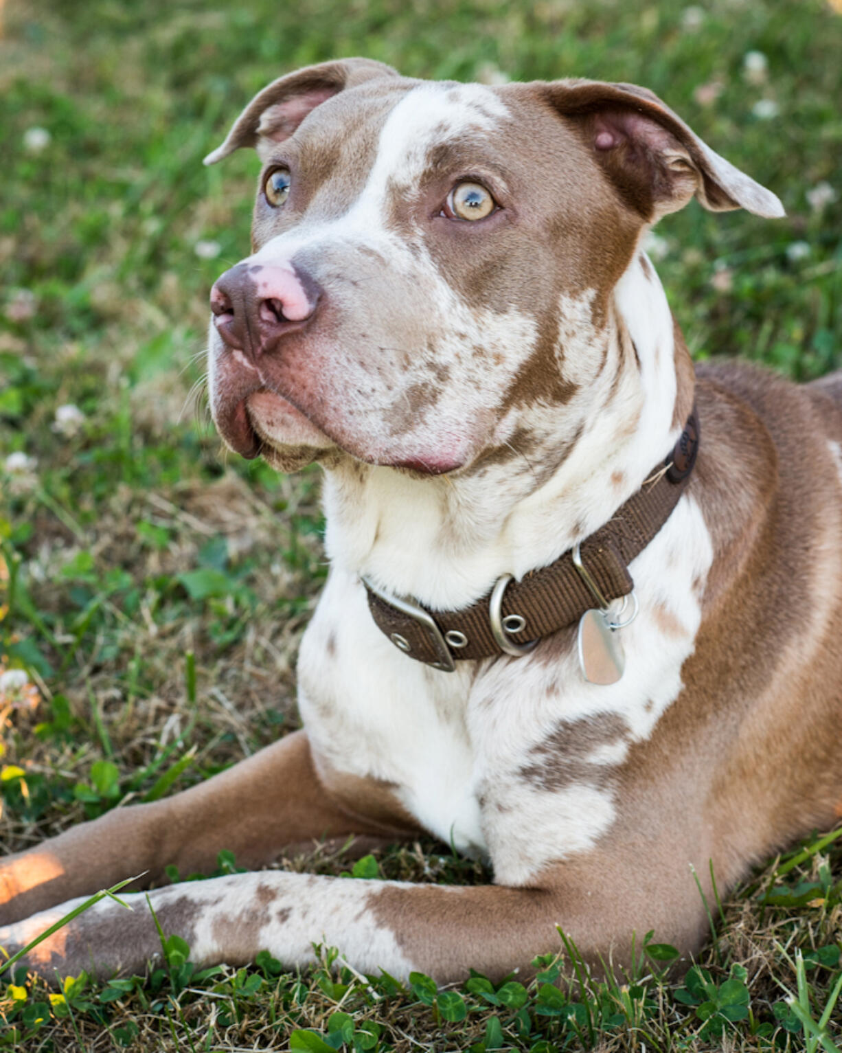 London, a 6-month-old pit bull, had his front legs amputated because they had been shattered.