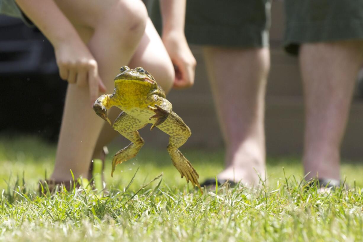 Photos by Steven Lane/The Columbian
Dozens of frogs big and small competed Saturday in the 46th Annual Frog Jump contest at Woodland Planters Days. The contest, sponsored by the Walter E. Hansen family, drew more than a hundred spectators and 76 entrants.