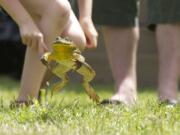 Photos by Steven Lane/The Columbian
Dozens of frogs big and small competed Saturday in the 46th Annual Frog Jump contest at Woodland Planters Days. The contest, sponsored by the Walter E. Hansen family, drew more than a hundred spectators and 76 entrants.