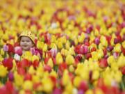 Aubrianna Hoskinson, 19 months, of Battle Ground is lost amid tulips Saturday at the Holland America Bulb Farms Tulip Festival in Woodland.