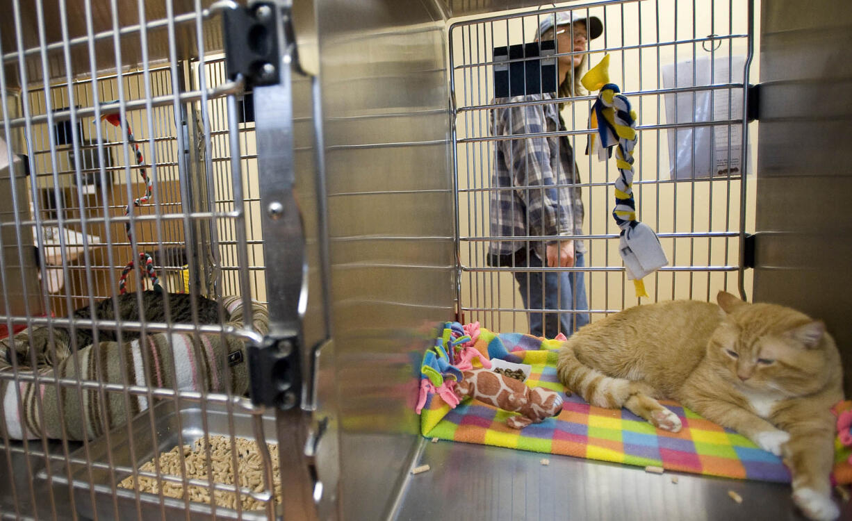 Lawrence, a four-year-old domestic short haired cat relaxes inside a kennel at the Humane Society of Southwest Washington.